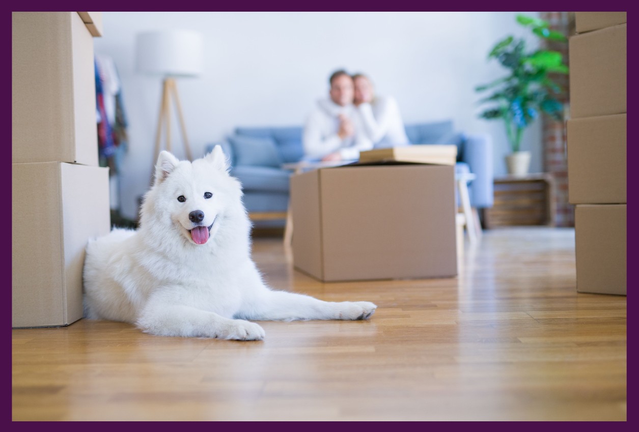 Prepping the pup for a move